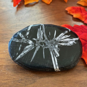 Chrysanthemum Stone (cmum4)