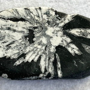 Chrysanthemum Stone (cmum7)