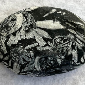 Chrysanthemum Stone (cmum8)