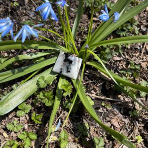 Moonstone Pyramid (ms21)