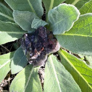 Thunder Bay Amethyst (tba8)