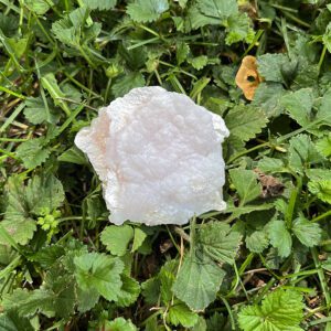 Peruvian Pink Opal (ppo64)