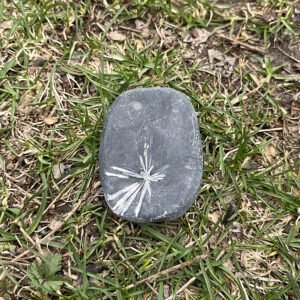Chrysanthemum Stone (cmum10)