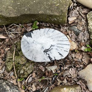 Chrysanthemum Stone (cmum11)