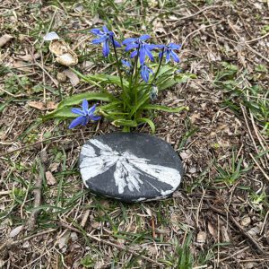 Chrysanthemum Stone (cmum9)