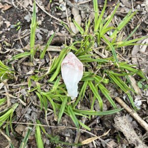 Dreamsicle Pink Lemurian (dpl9)