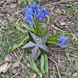 Obsidian Star (obs15)
