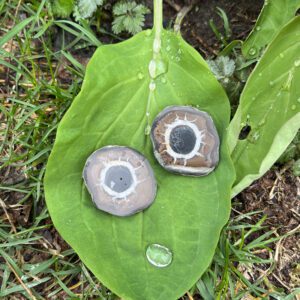 Septarian Healing Shield Set (shs1)