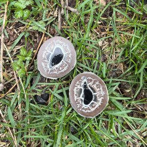 Septarian Healing Shield Set (shs2)