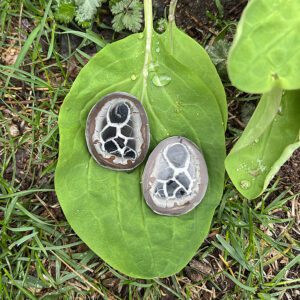 Septarian Healing Shield Set (shs3)