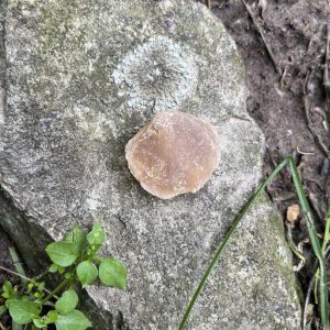 Fossilized Clam Shell (fcs1)