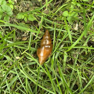 Fossilized Spiral Shell (fss2)