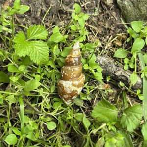 Fossilized Spiral Shell (fss4)