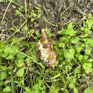 Fossilized Spiral Shell (fss5)